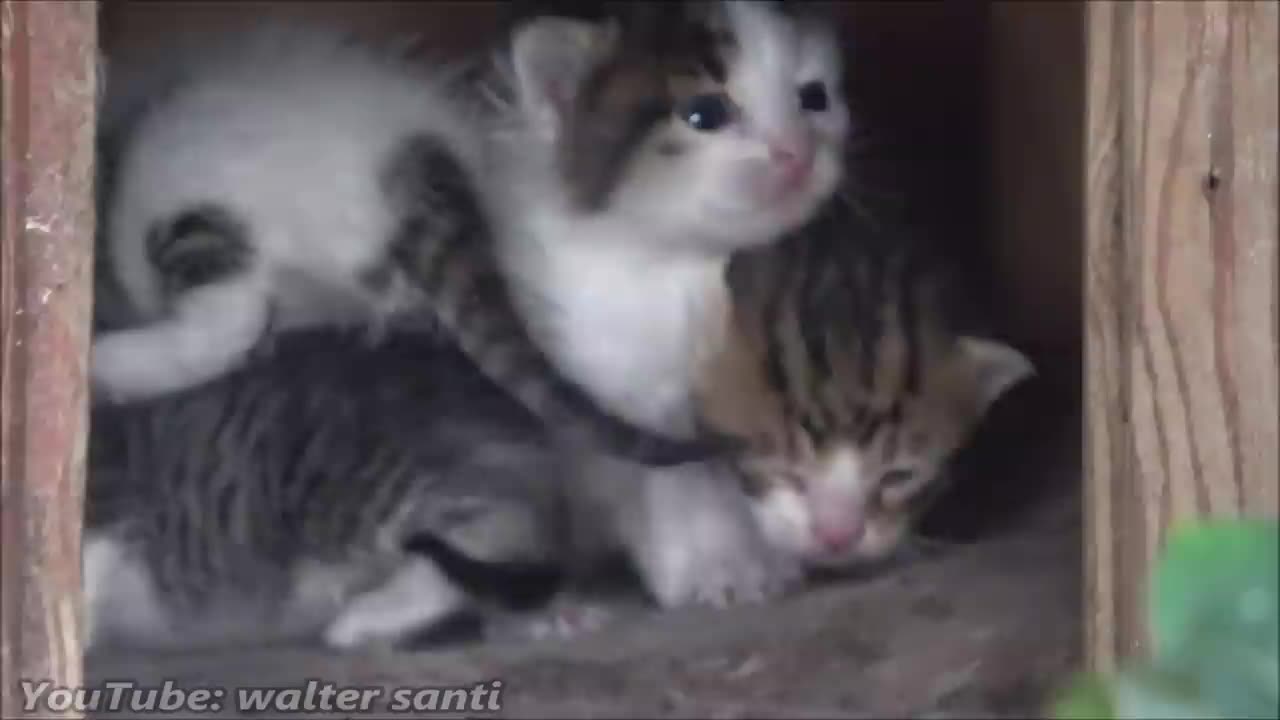 Newborn Kittens Meowing in the Little House That Mom Found for Them