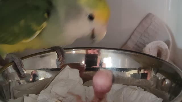 Papa Parrot Feeds Chick