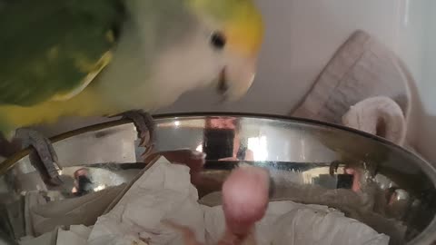 Papa Parrot Feeds Chick