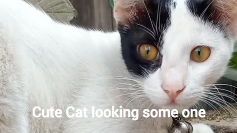 Cute Cat Looking some one