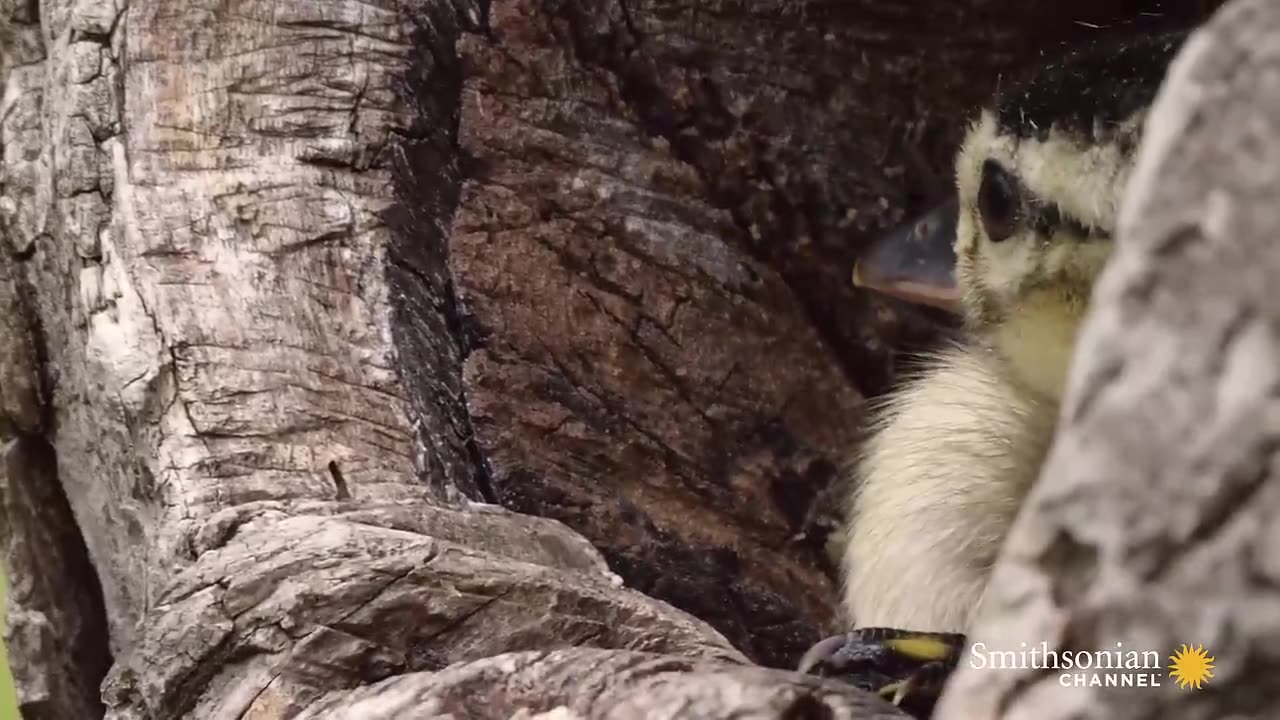 Brave Wood Ducklings Take 30-Foot Leap of Faith