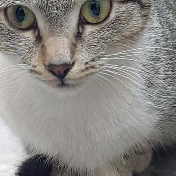 Cat's video.shorts video#