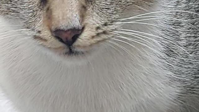 Cat's video.shorts video#