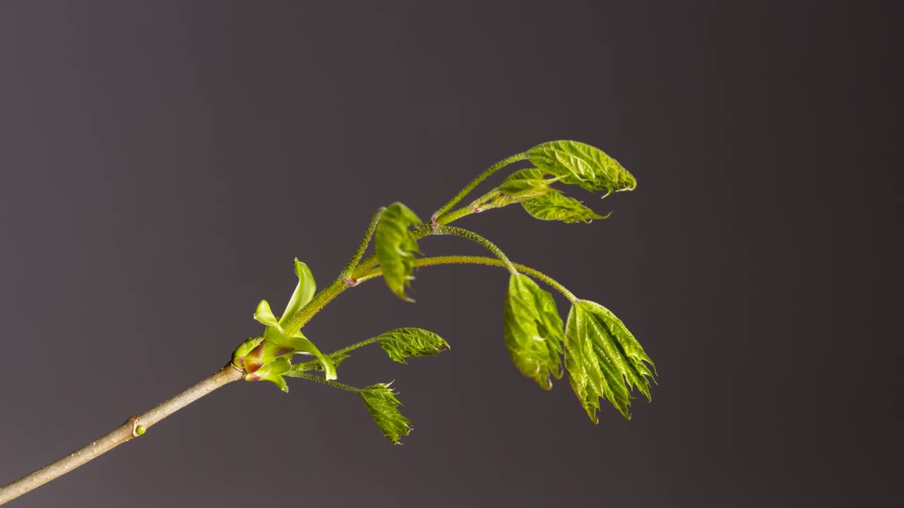 [4K] Time-Lapse: Bud Sprouts Flower Leaf |