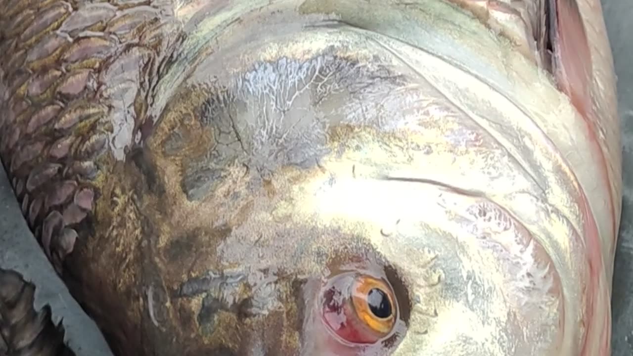 Giant Katla Carp Fish Nice Video In Fish Market#shorts