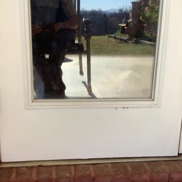 Samson the Cat Tries to Break Free