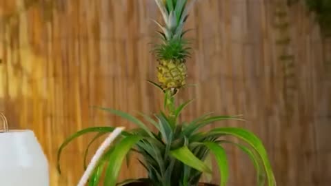 This is how to grow a pineapple plant