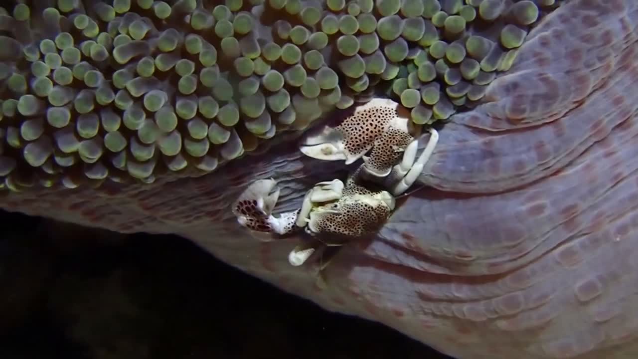 This crab is hiding in the coral reef