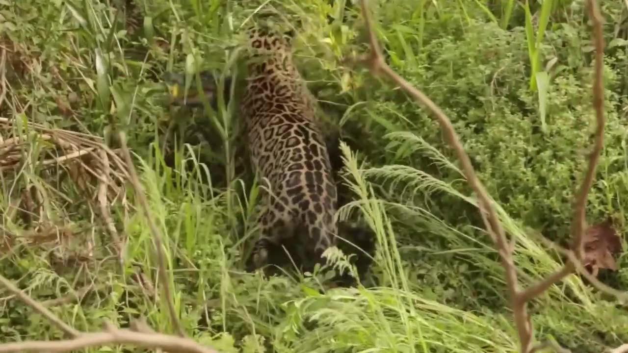 Jaguar, a very powerful hunter