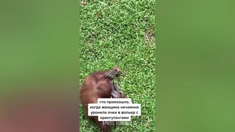 The funny moments of monkeys