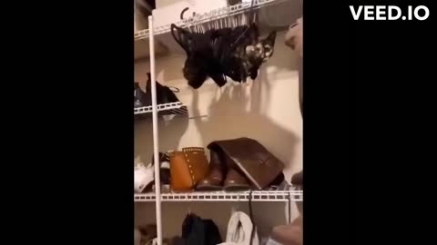 funny animal videos