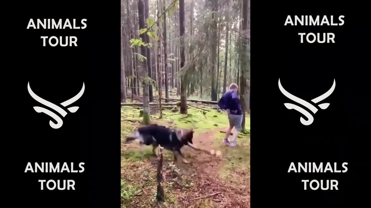 Best Funny Dogs