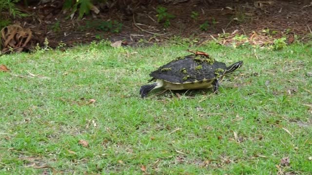 Beautiful Turtle Walking on Grass