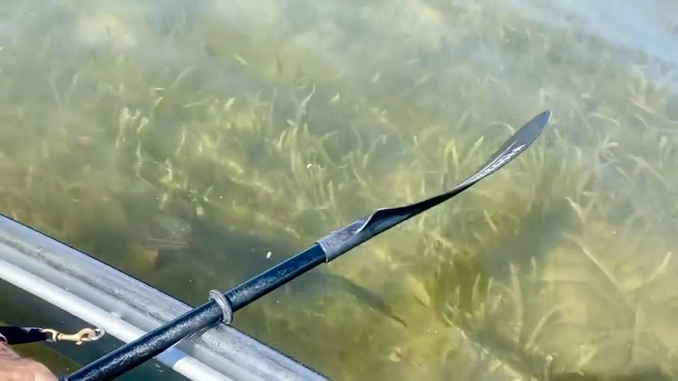 Something rarely filmed. Swimming snake bird