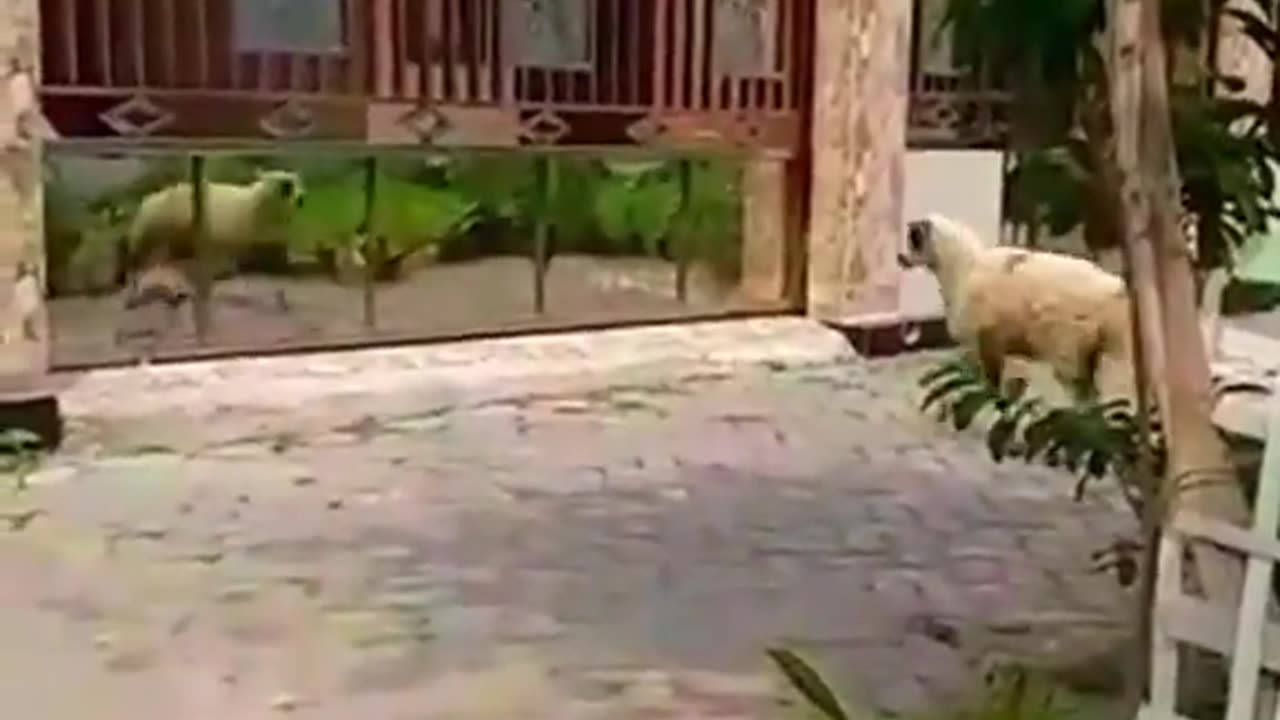 Reflection an animal's worst enemy