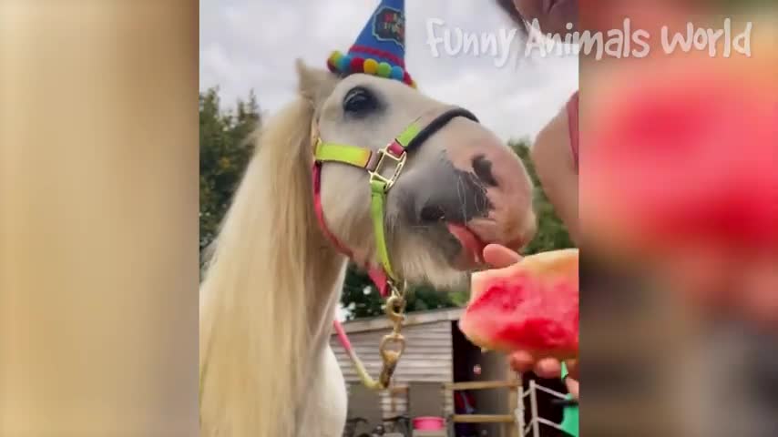 New Funny & Cute Animal Videos Best Edition😅👌