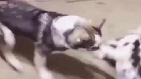 Funny Dogs And Cats Complition