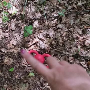 Trash can be found in the forest #shorts #shortvideo