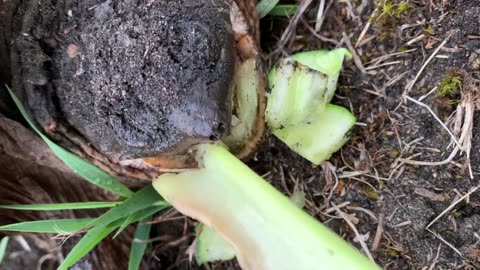 An Inch Away From A SNAPPING Turtle🤯😱🤯😱🔥!!