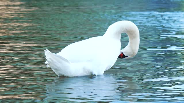 Beautiful swan 2