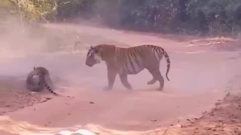 Tiger vs loin