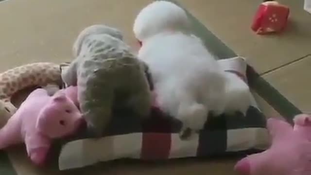 .Cute puppy and toy.