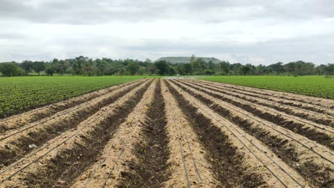 "Proactive Pest Control: Safeguarding Ginger Crops with Liquid Medicine"