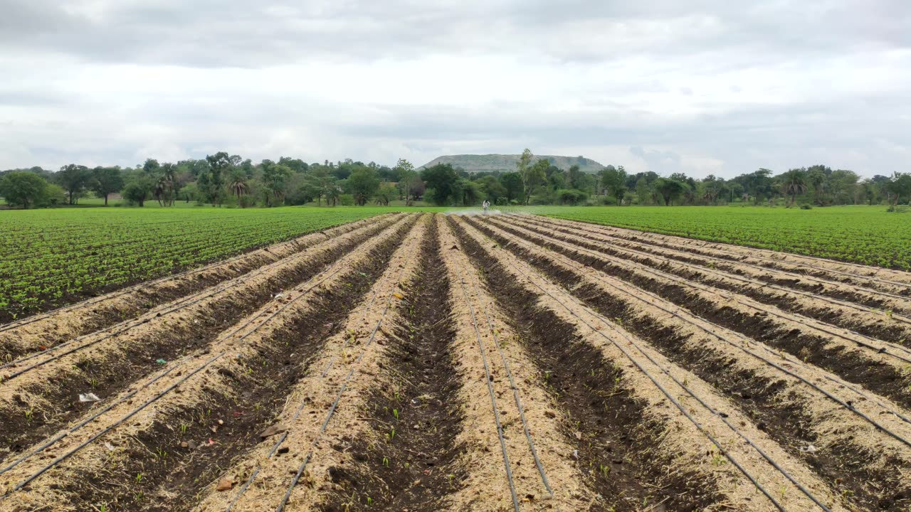 "Proactive Pest Control: Safeguarding Ginger Crops with Liquid Medicine"