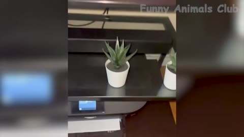 "Laugh Out Loud: The Funniest Animal Compilation Ever!"