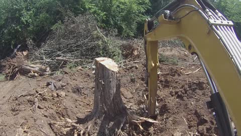 Ripping out stumps!