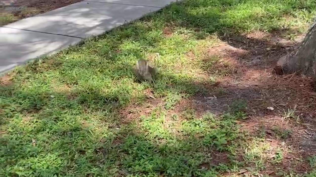 Squirrels Eat Almonds ~Why Question The Lord And What’s Nature