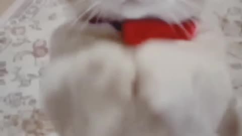 Funny cats compilation comedy happy pets