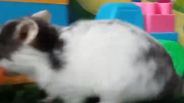 CutePets,Hamsteralwayscarriescarrotswhereverhegoes#hamster#pets#animals