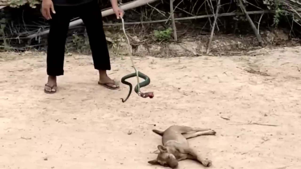 Best funny animals videos 2023