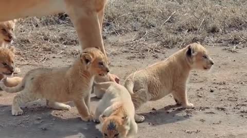 Cute lion baby