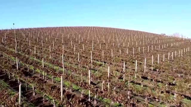 Turning smoke-tainted grapes into smokey vodka