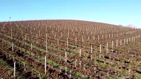 Turning smoke-tainted grapes into smokey vodka