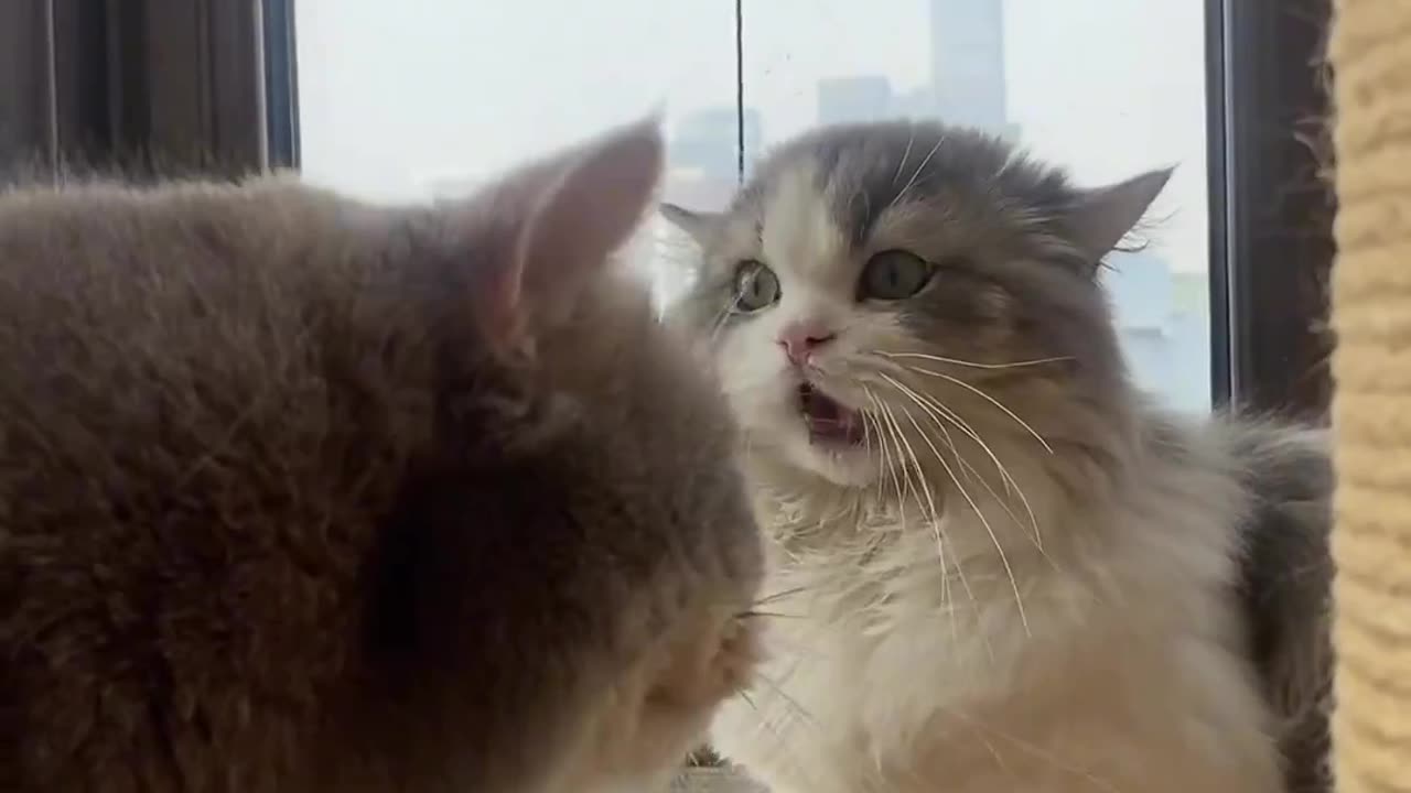 Cat Video || lovely fighting between two lovely Cats || My pet Cat is my love