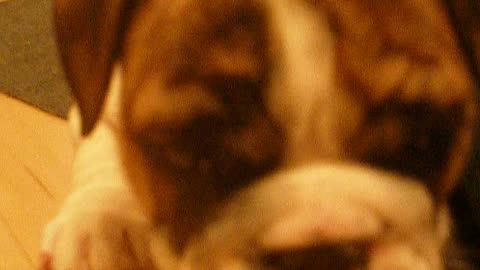 Larry The English Bulldog | Camera Shy