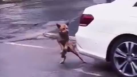 Funny animals moves 🤣🤣