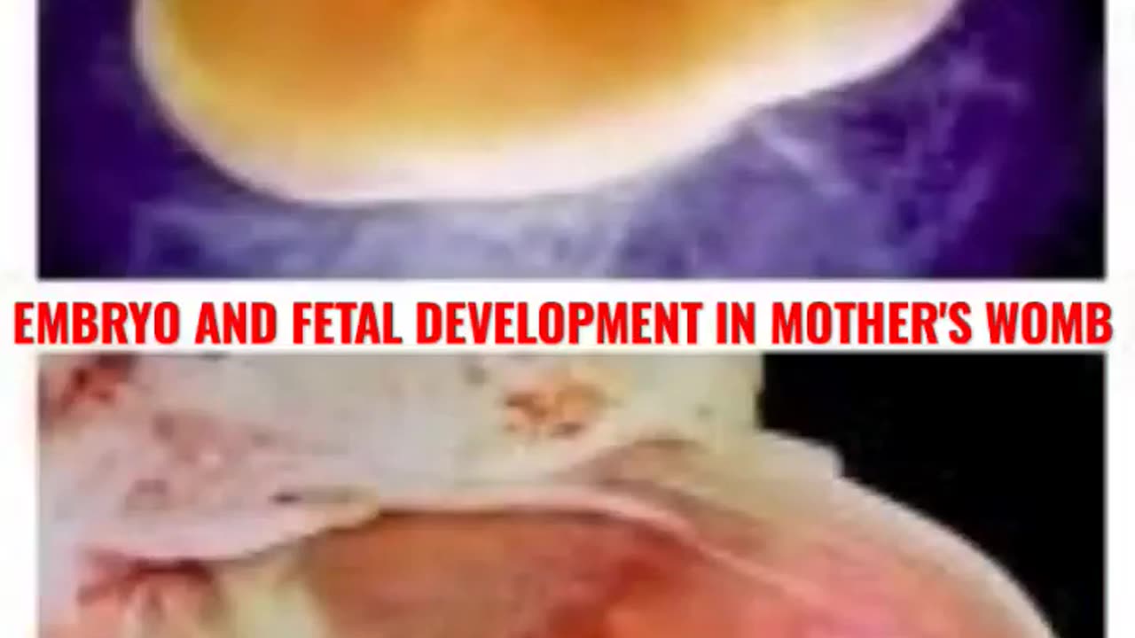 Embryo and Fetal Development In Mother's Womb