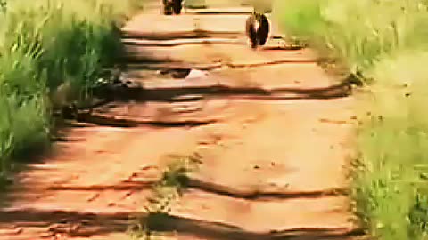 Best funny animal video this video is very laughing video