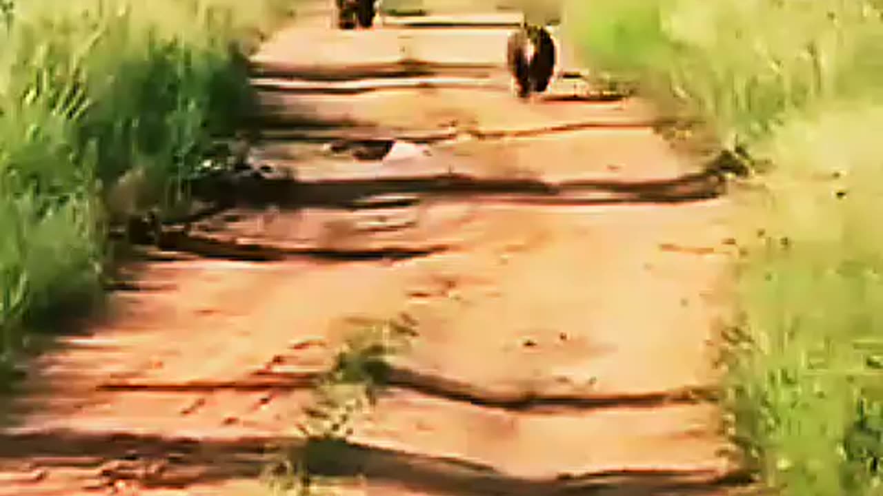 Best funny animal video this video is very laughing video