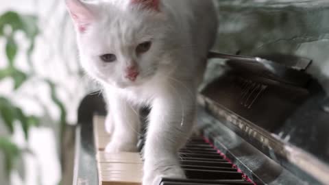 That cat wants to play piano.