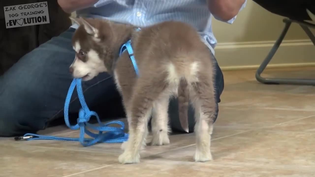 How to Train your NEW PUPPY to Walk on Leash!