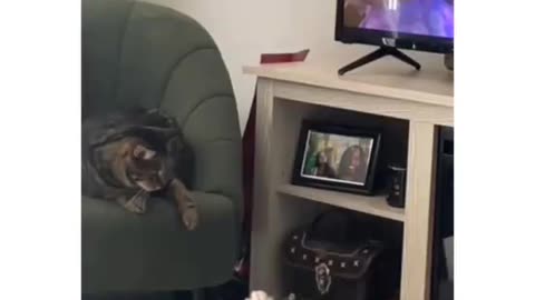 Cats dogs funny video 🤣📸