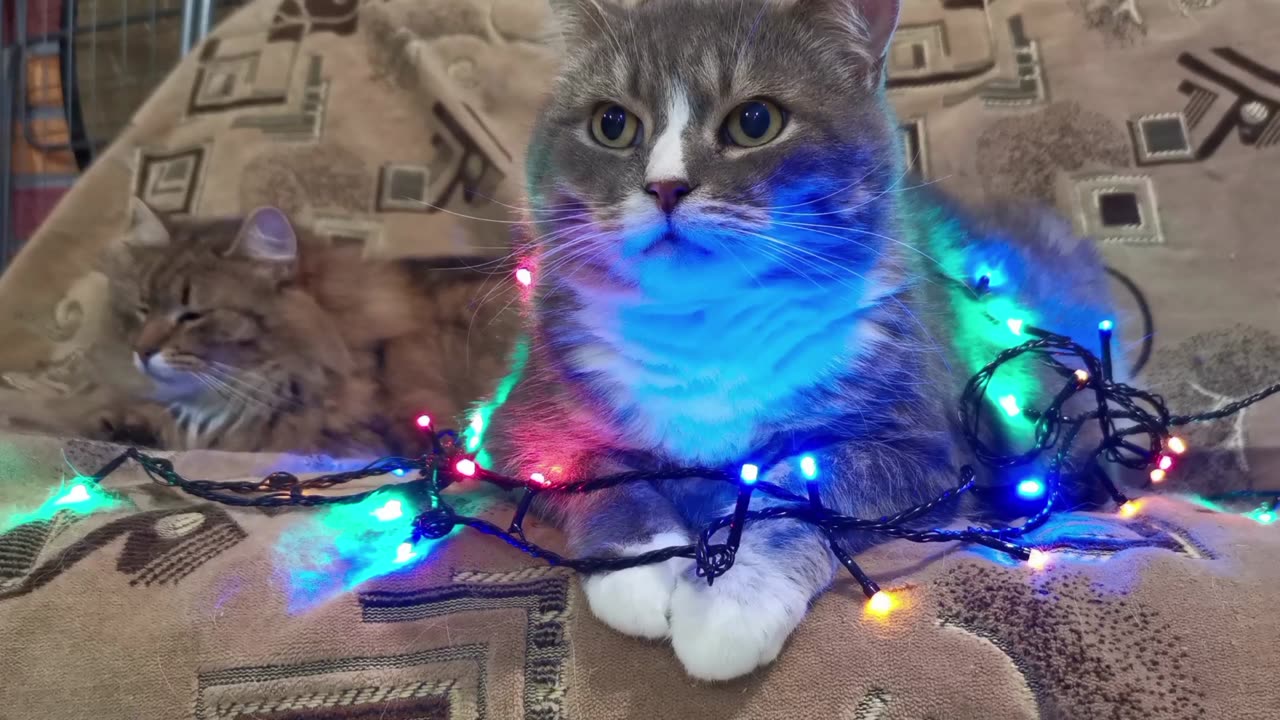 cat light with little cat