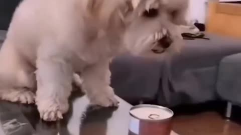 You Will Laugh To All The Dogs | Funny Dog Compilation