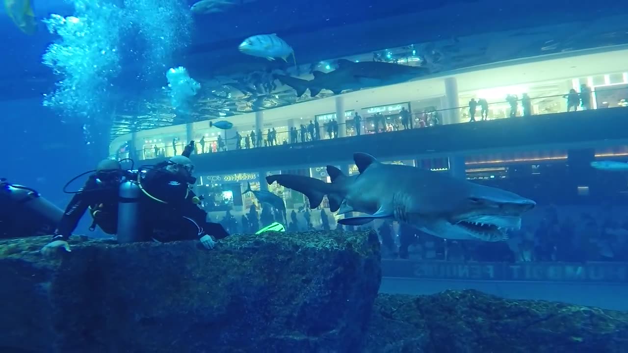 Shark dive Dubai Aquarium - close Encounter