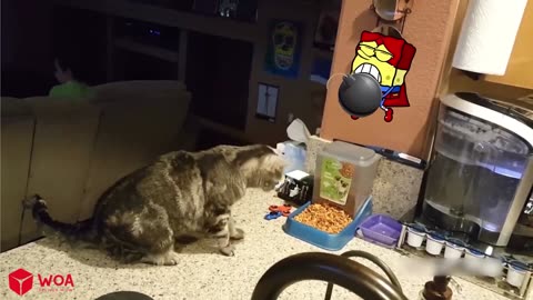 Best Funny Dogs And Cats Videos 😅 - Funniest Animals Videos 2023😇